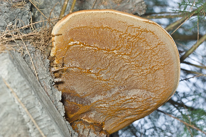 Hymenochaetaceae - Phellinus ??? (Inonotus tamaricis)